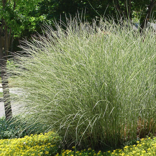 miscanthus plants Morning Light Maiden Grass