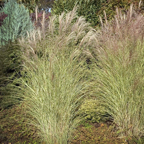 Miscanthus sinensis 'Morning Light' - PlantsExpress.com