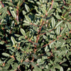 Mound San Bruno Coffeeberry