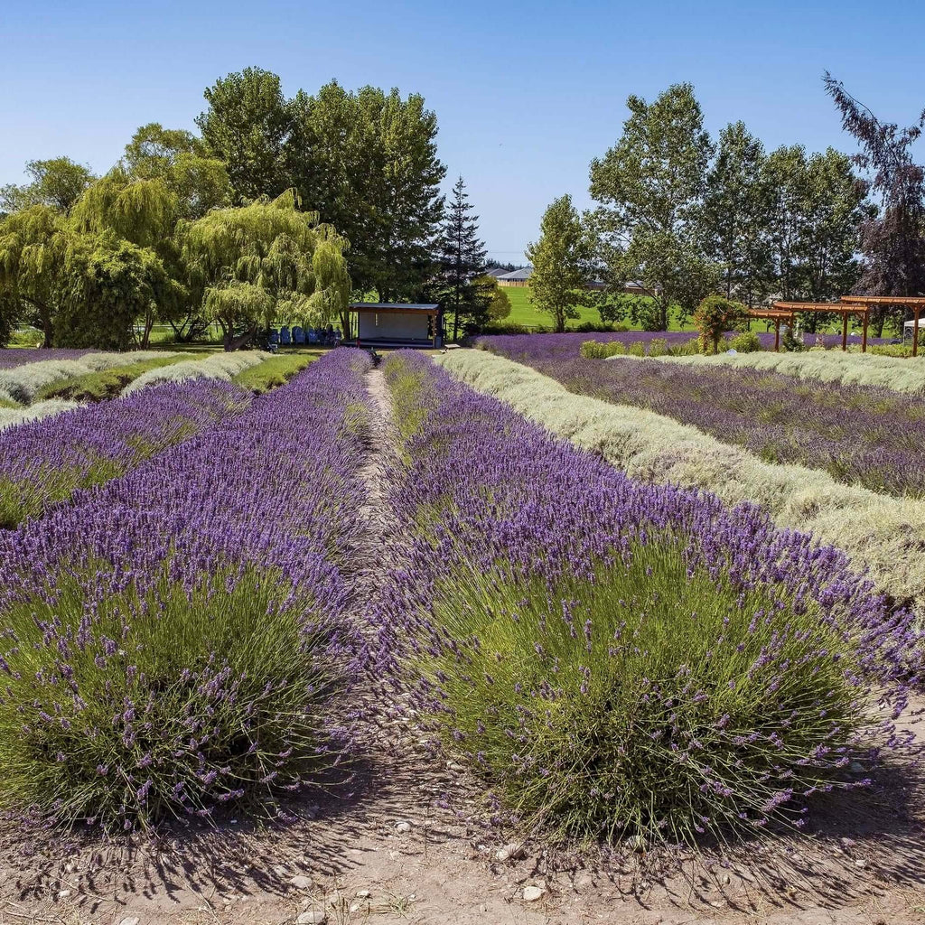 indoor lavender plants for sale English Lavender for Sale