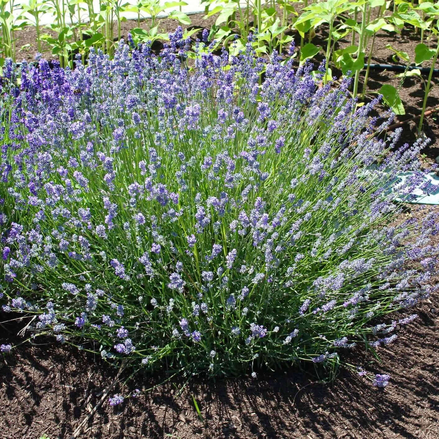 lavender mustard plant Munstead Lavender (Lavandula angustifolia 'Munstead') – Plants Express
