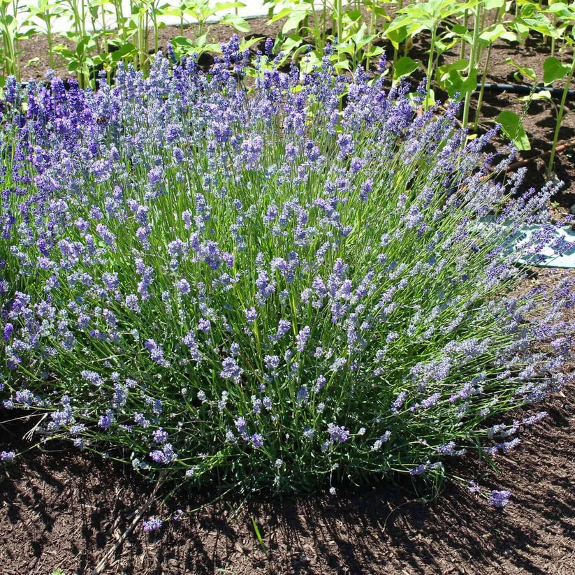 Munstead Lavender 