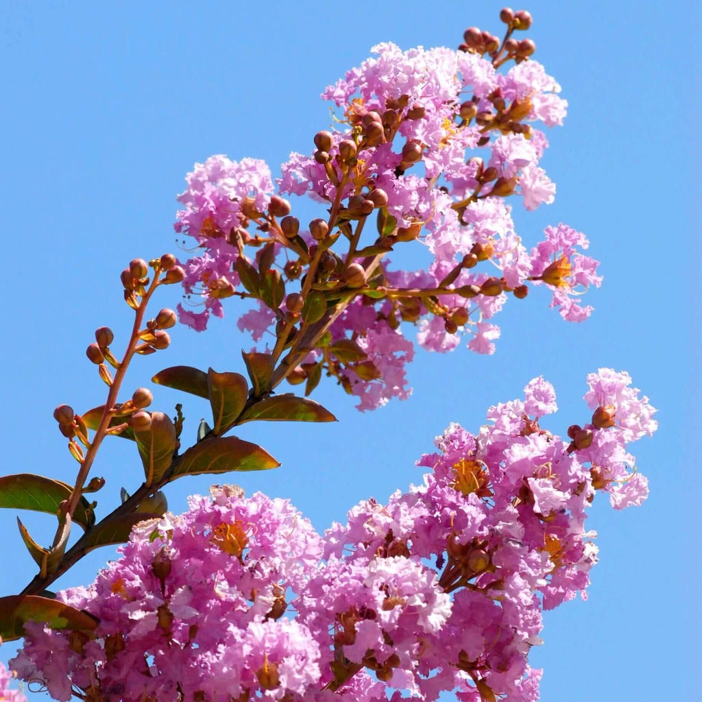 muskogee lavender crape myrtle tree Muskogee Crape Myrtle Tree (Lagerstroemia 'Muskogee') – Plants Express
