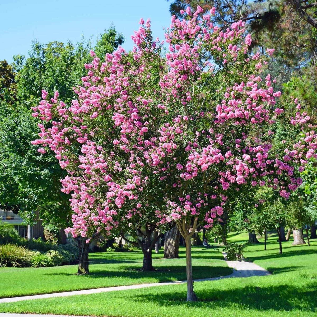 Muskogee Crape Myrtle Tree (Lagerstroemia 'Muskogee') – Plants Express