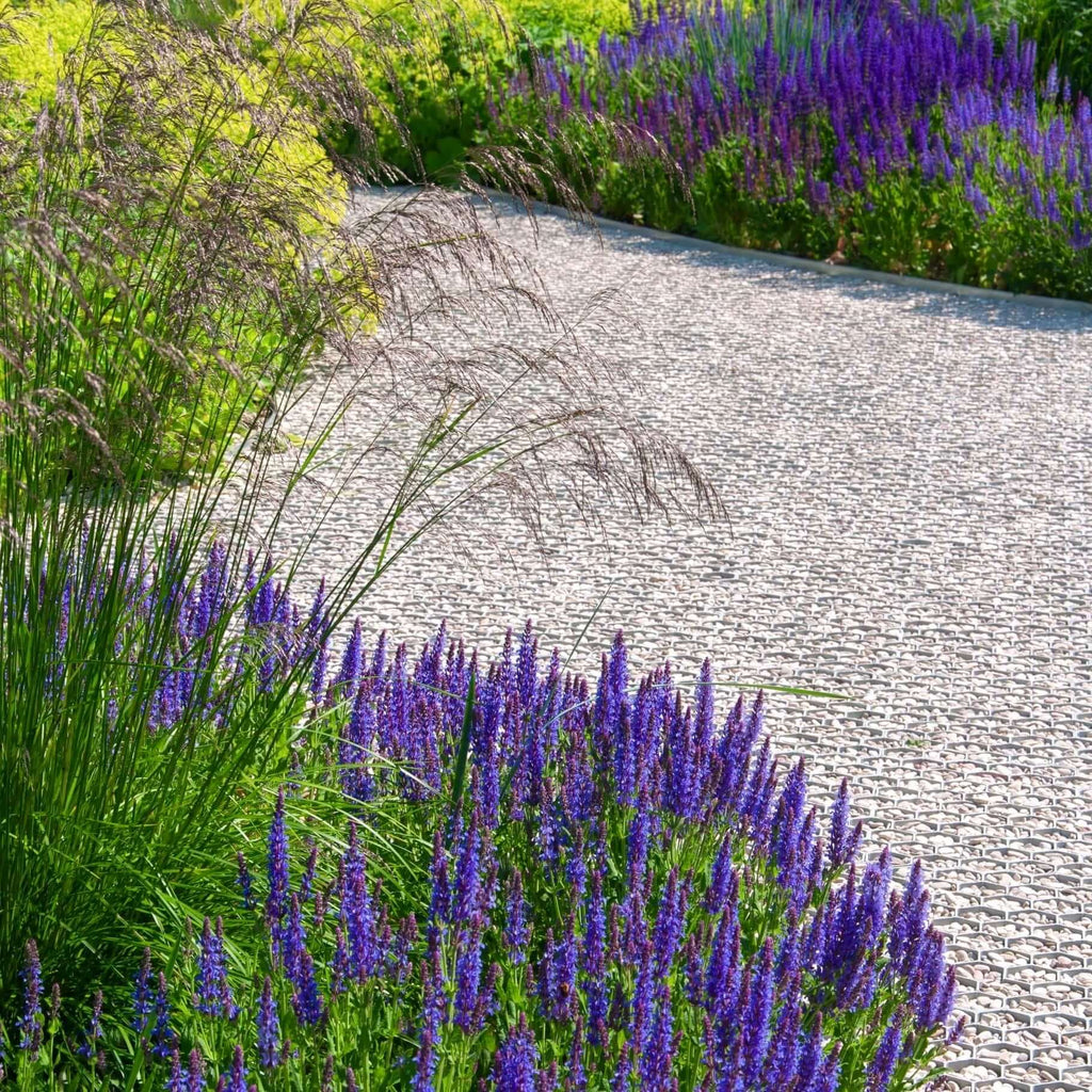 Salvia Mystic Spires (7823953330431)