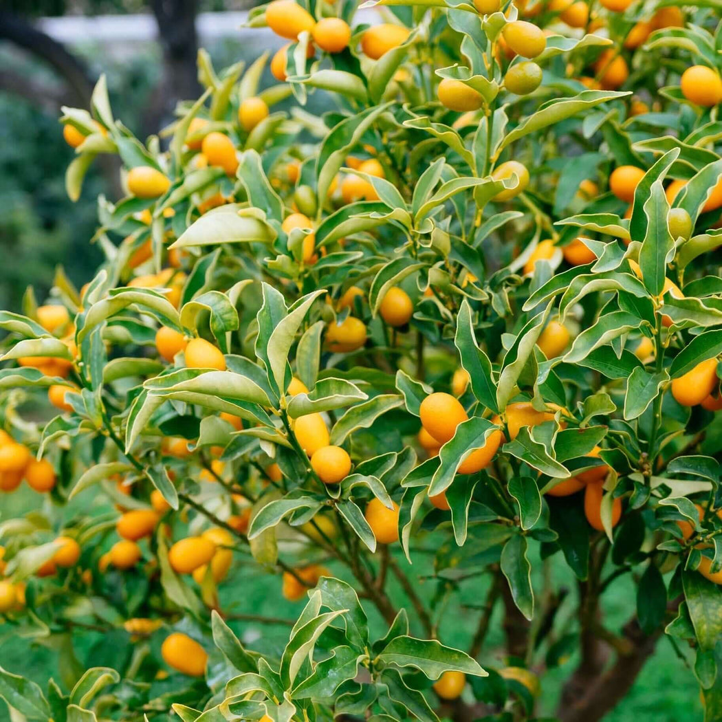 Kumquat Trees for Sale | PlantsExpress.com – Plants Express