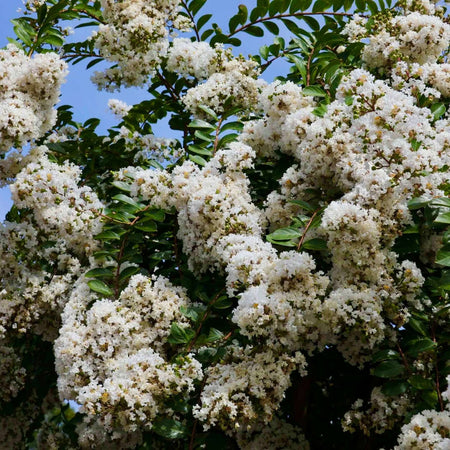 Muskogee Crape Myrtle Tree Care Guide | Plants Express