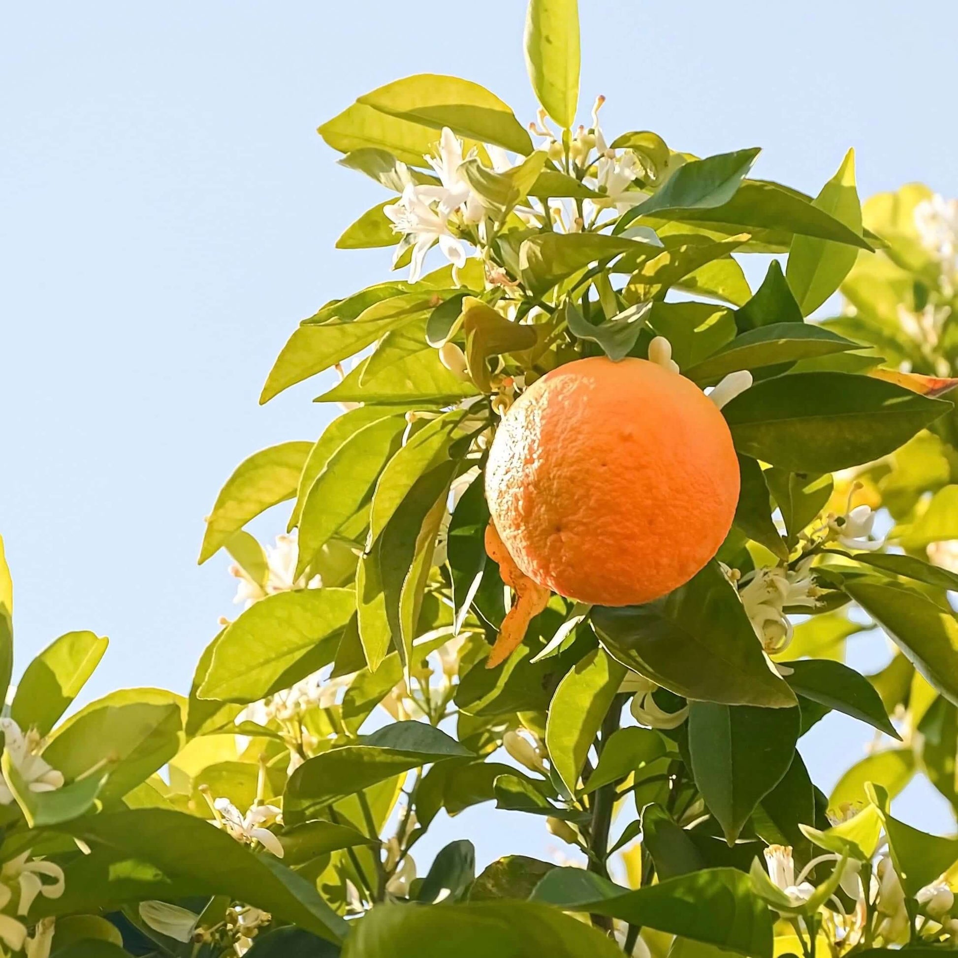 Navel Orange Tree (7863714316543)