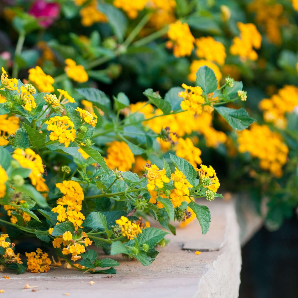 New Gold Lantana (7909601116415)