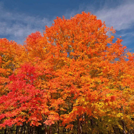 October Glory Red Maple Tree (7888925786367)