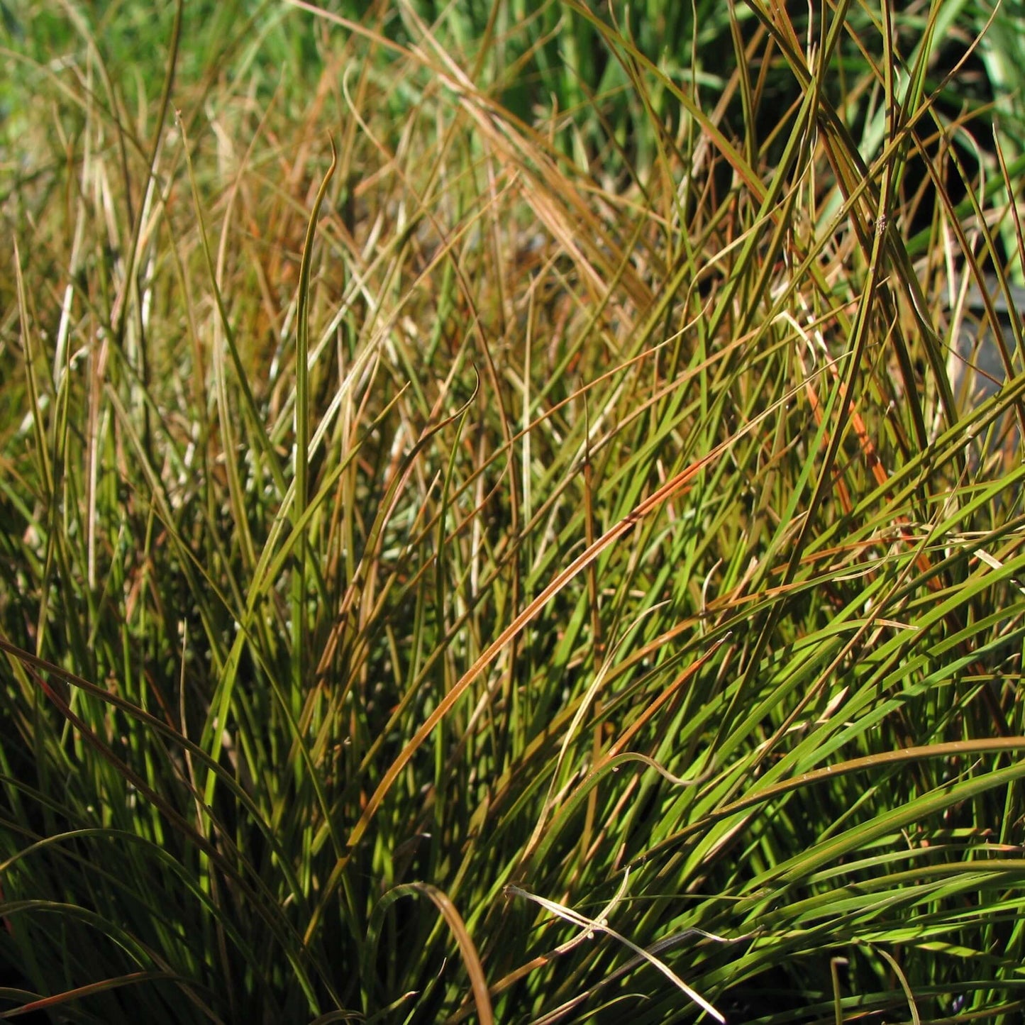 Orange New Zealand Sedge (7994782908671)