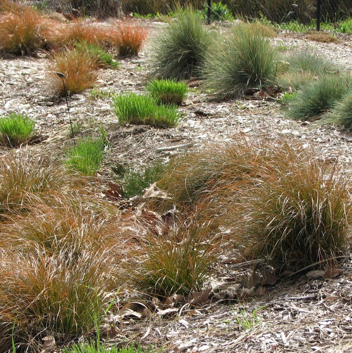 Orange New Zealand Sedge (7994782908671)