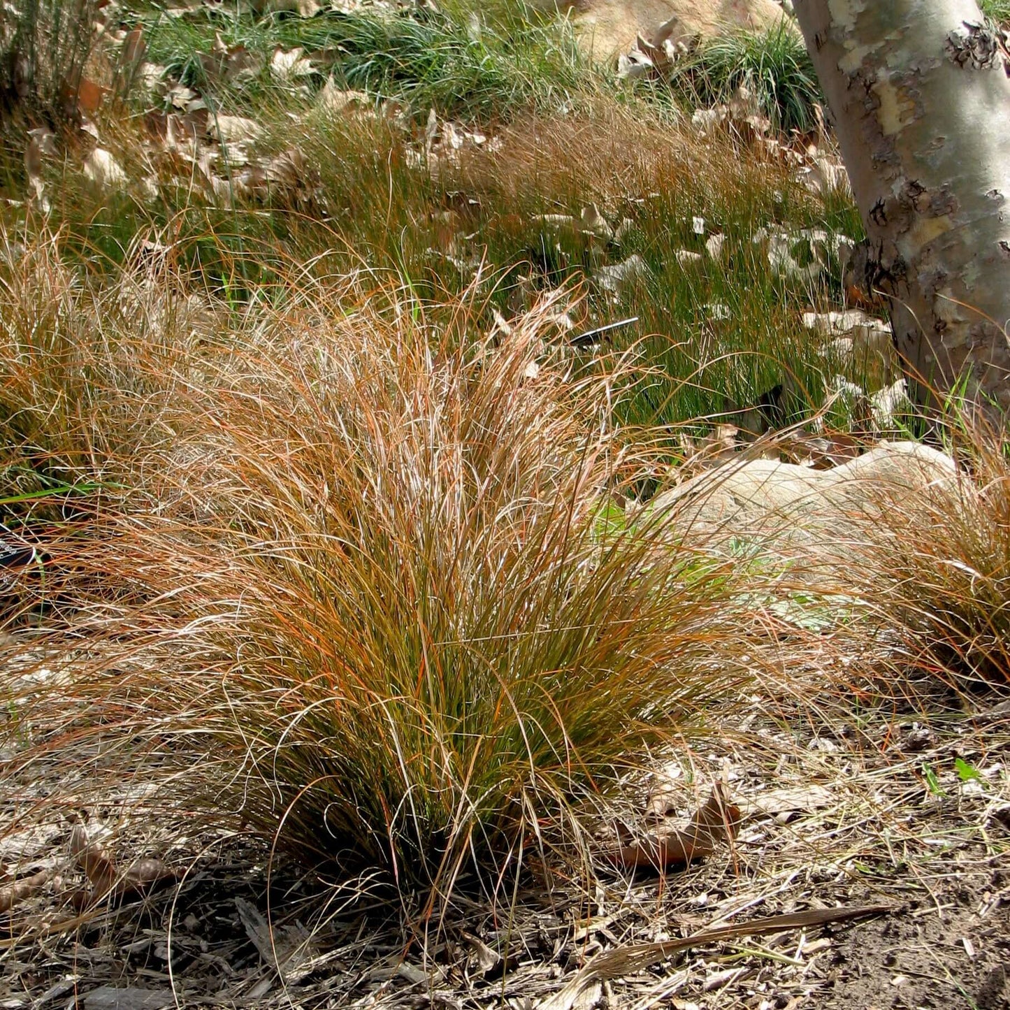 Orange New Zealand Sedge (7994782908671)