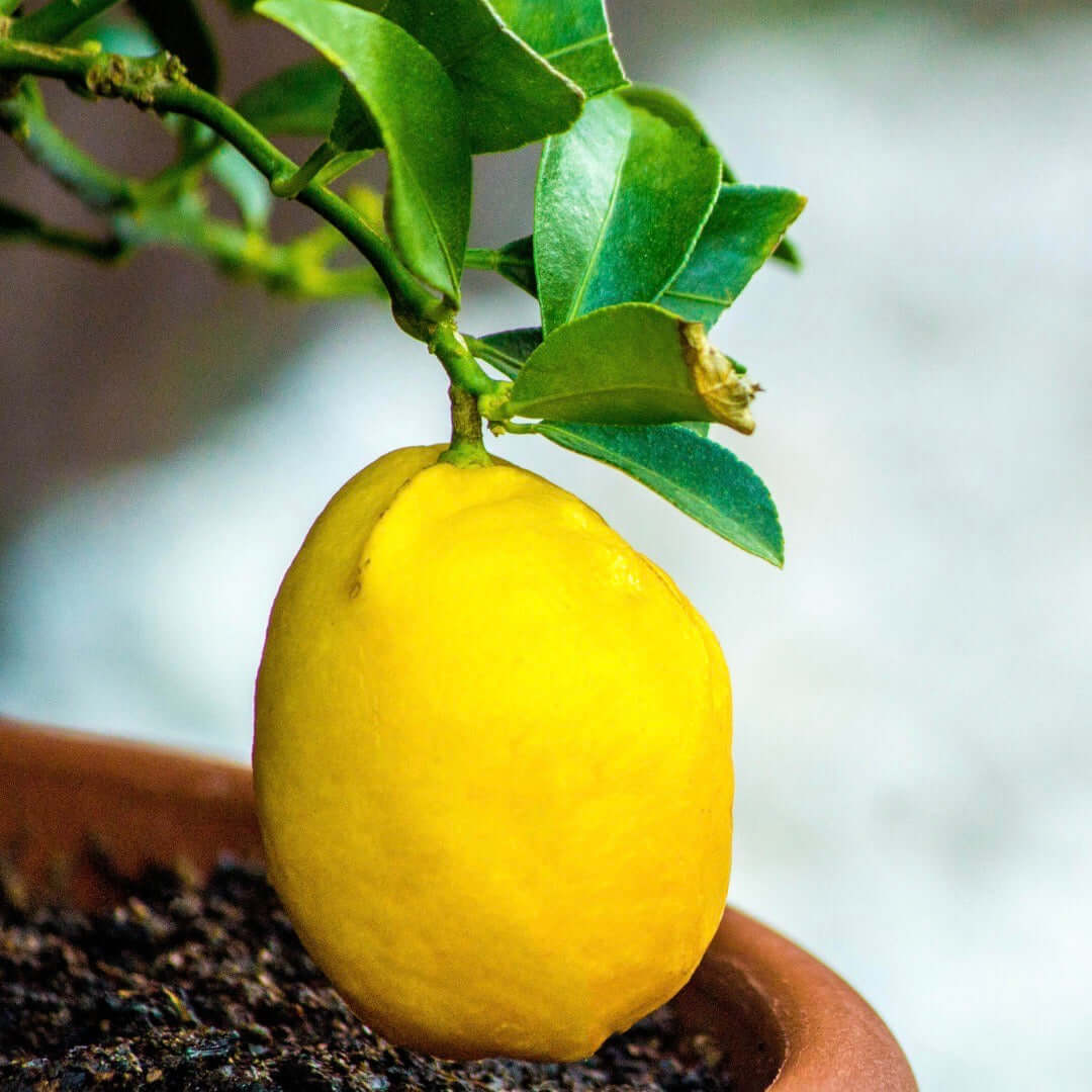 lemon tree pot plant Meyer Lemon Trees for Sale
