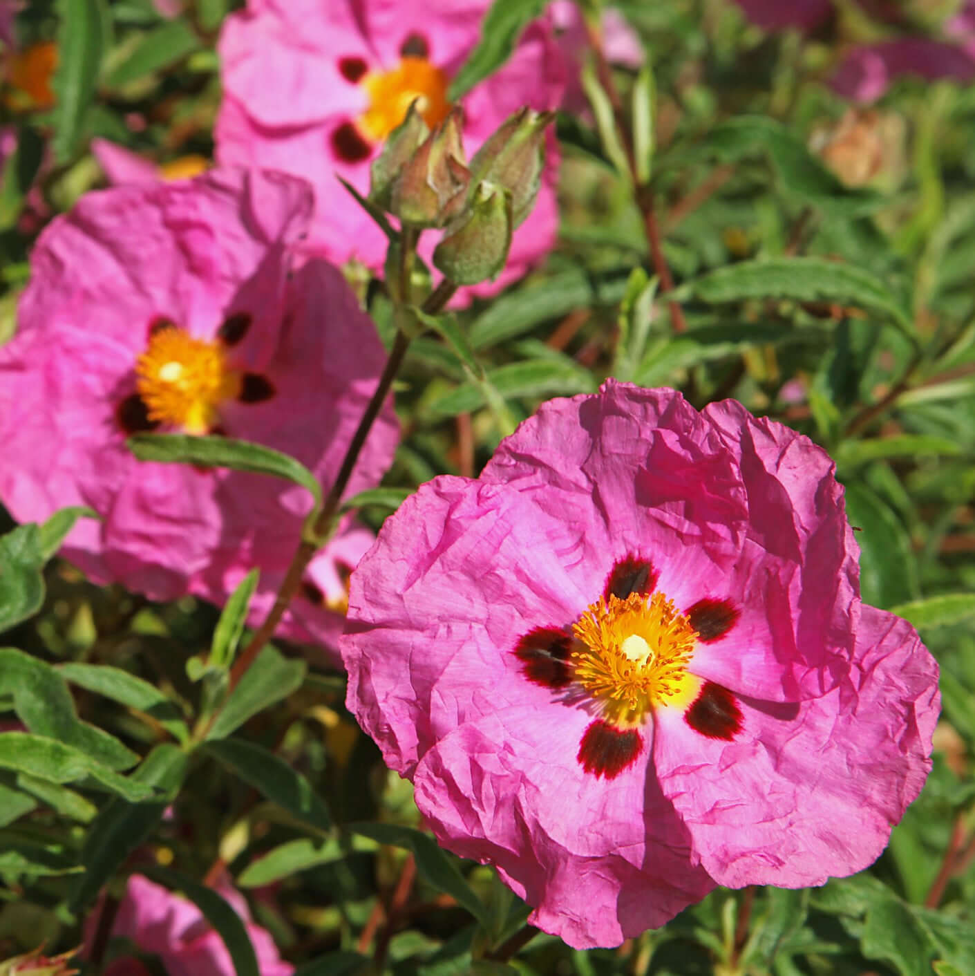 Cistus purpureus Orchid Rockrose (7920912040191)