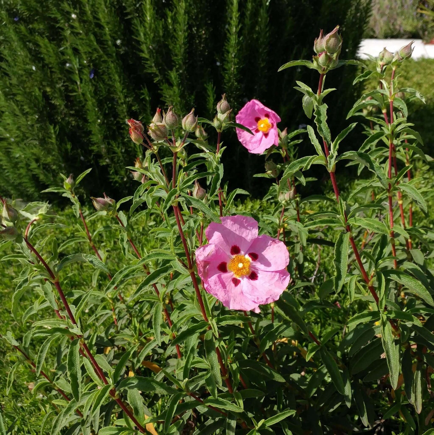 Cistus purpureus Orchid Rockrose (7920912040191)