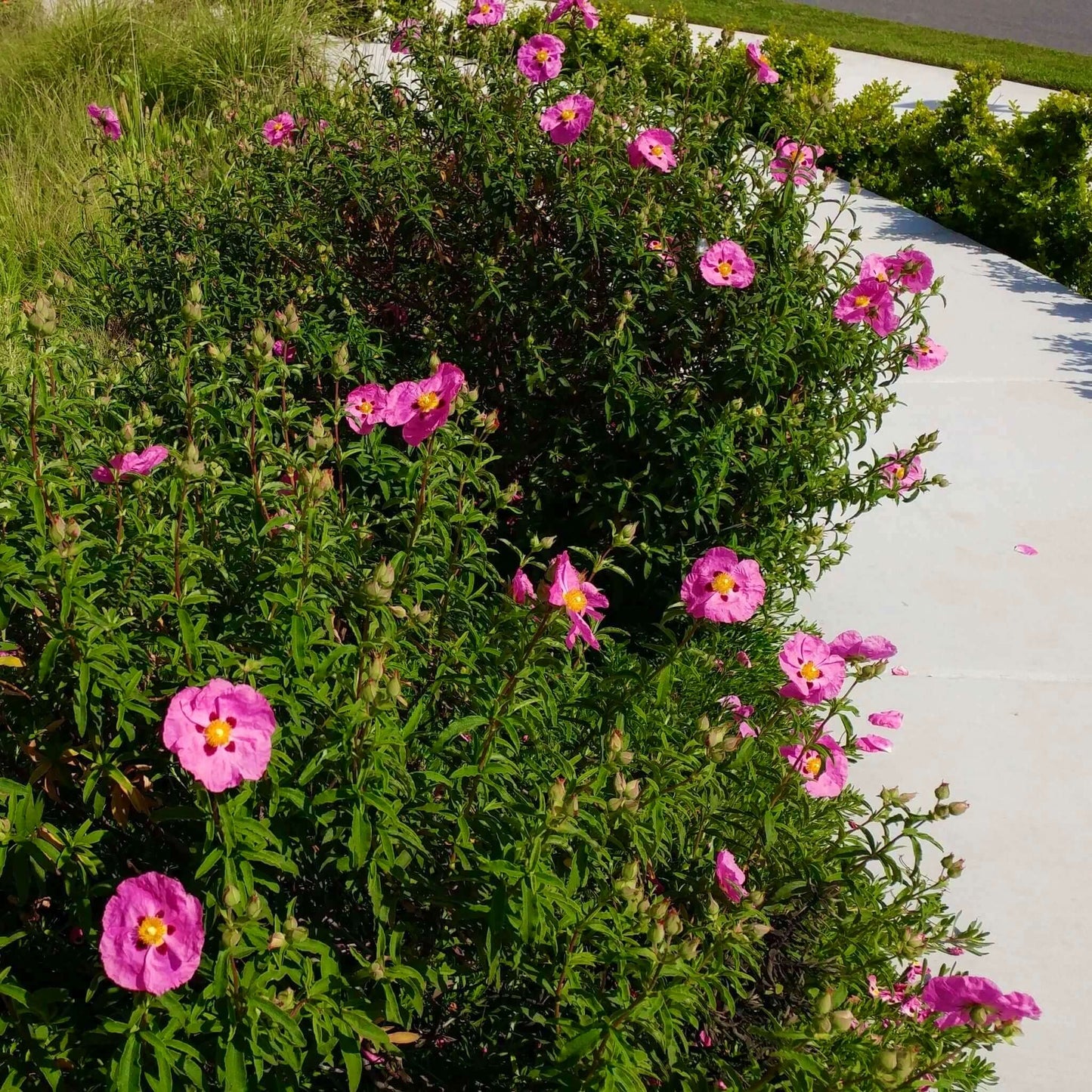 Cistus purpureus Orchid Rockrose (7920912040191)