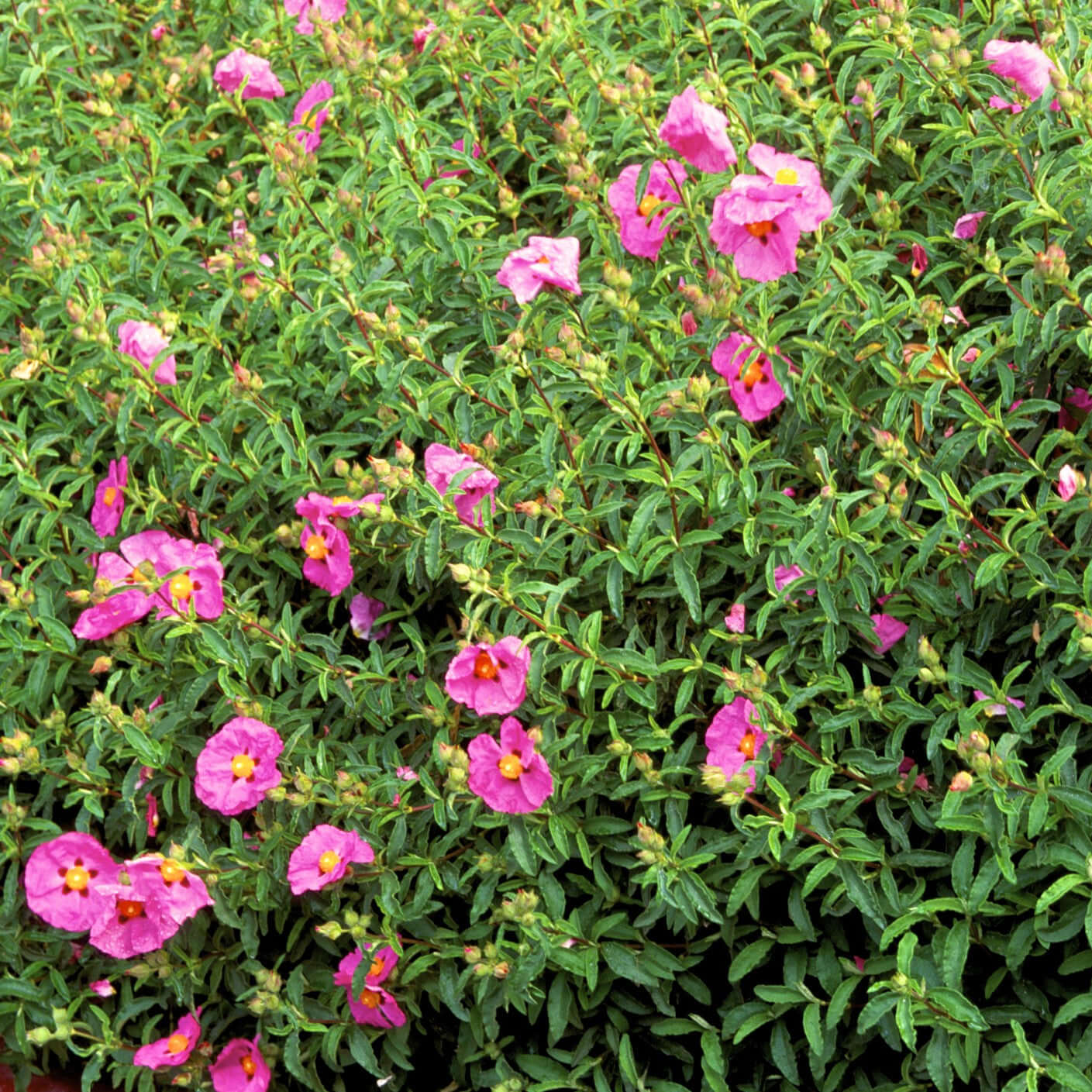 Cistus purpureus Orchid Rockrose (7920912040191)