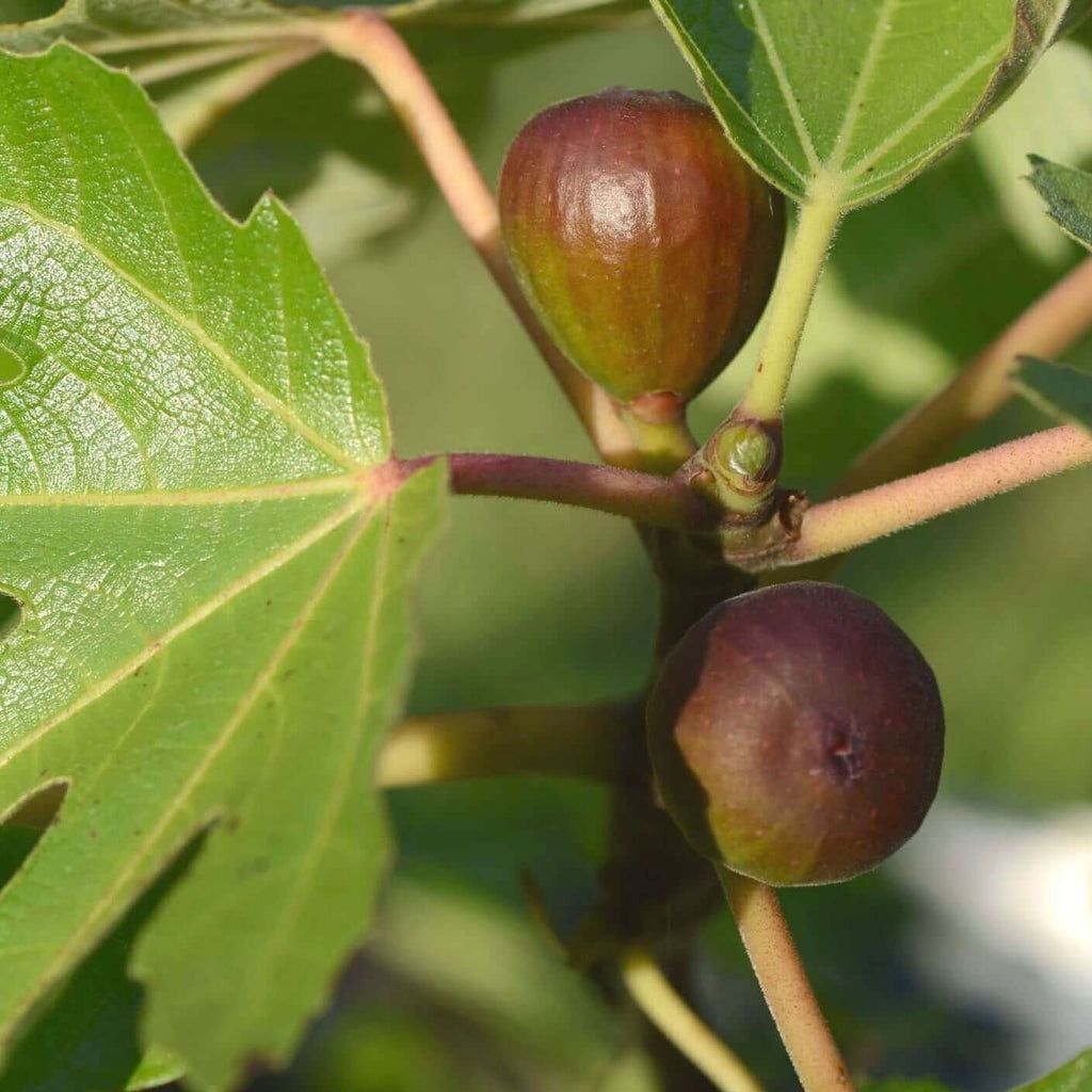 Osborne Prolific Fig (7863714840831)