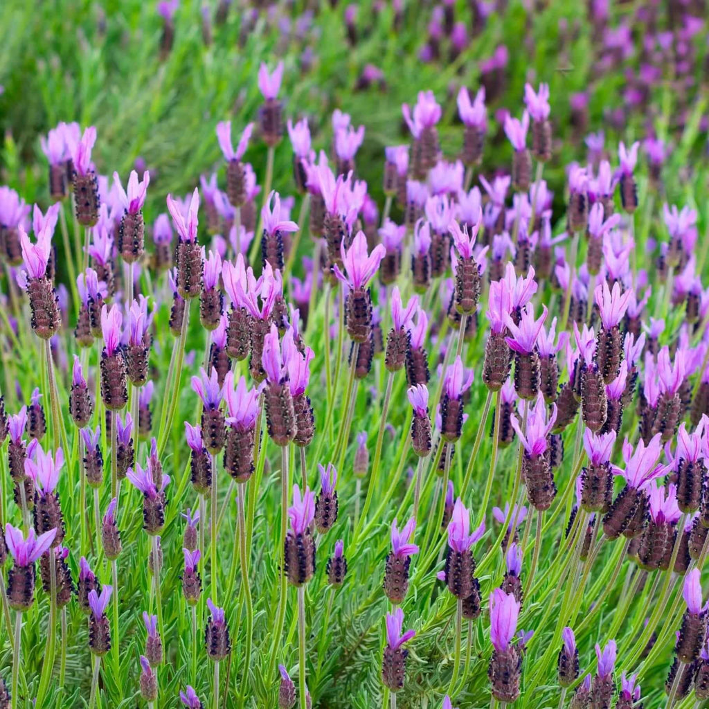buena vista lavender plants for sale Otto Quast Spanish Lavender 4-Pack (Lavandula Stoechas 'Quasti') - 1 Gal