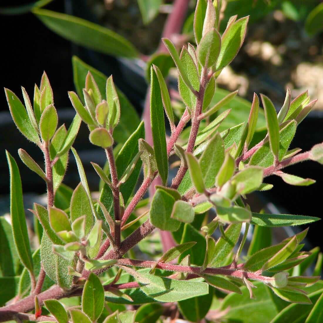 Pacific Mist Manzanita (7890185879807)