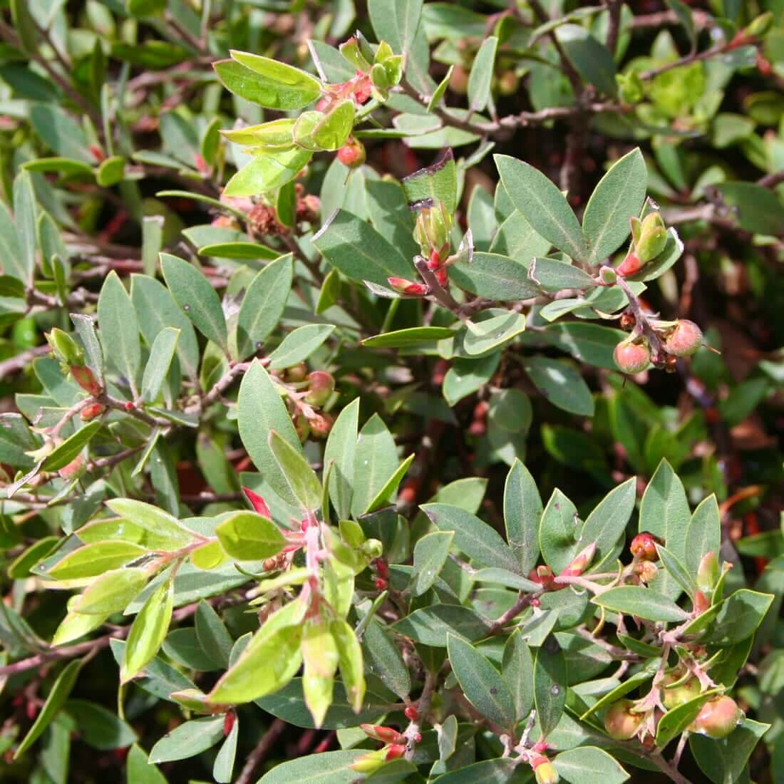 Pacific Mist Manzanita (7890185879807)