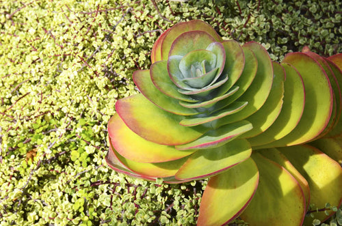 long flat leaf succulent Paddle Plant