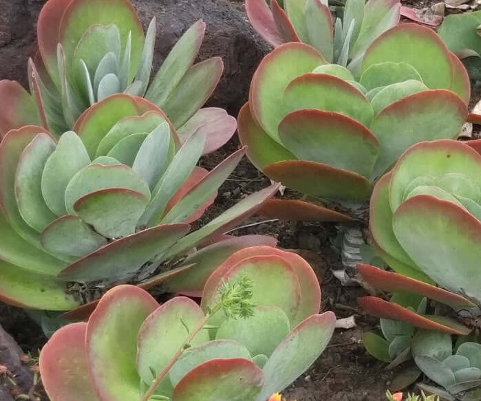 kalanchoe thyrsiflora succulent Paddle Plant