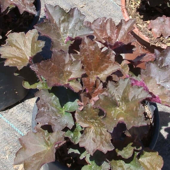 Palace Purple Heuchera (7931568488703)