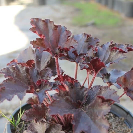 Palace Purple Heuchera (7931568488703)