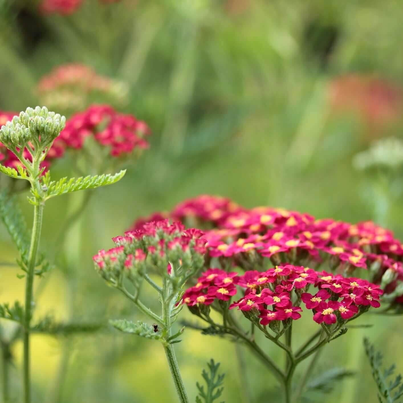 Paprika Yarrow (7889018880255)