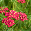 Paprika Yarrow
