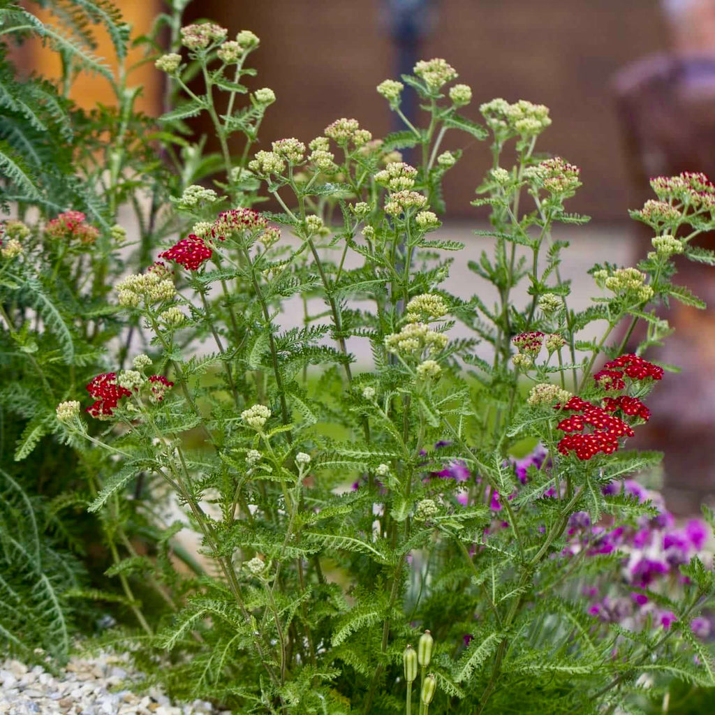 Paprika Yarrow (7889018880255)