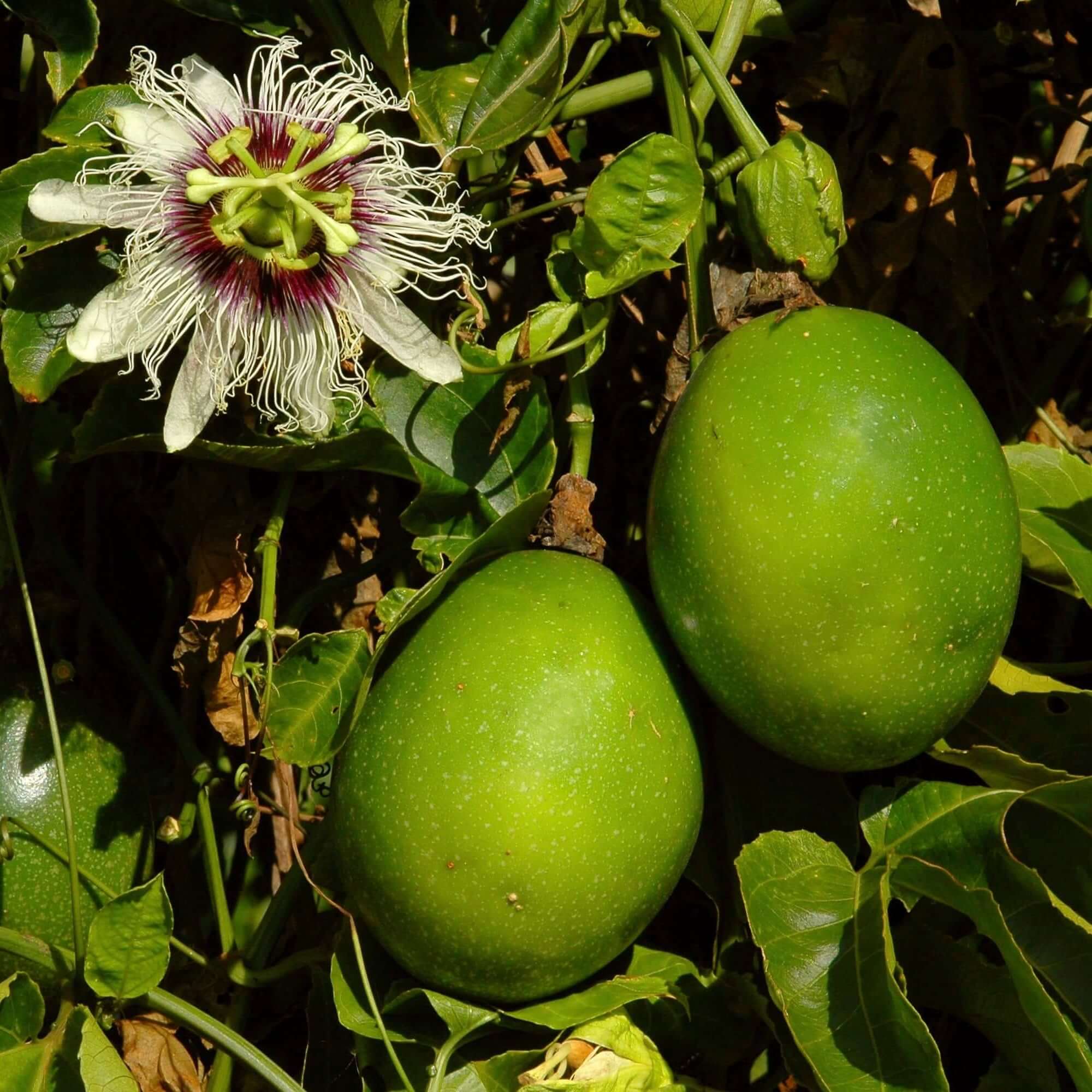 product photo of Passion Fruit Vine 5 Gallon