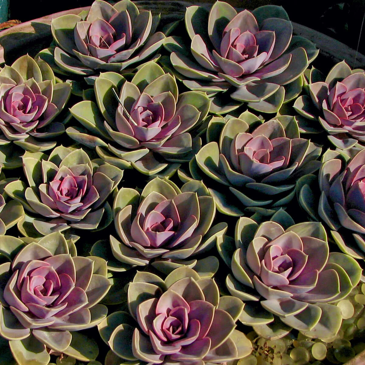 Pearl of Nurnberg Echeveria (7978826760447)