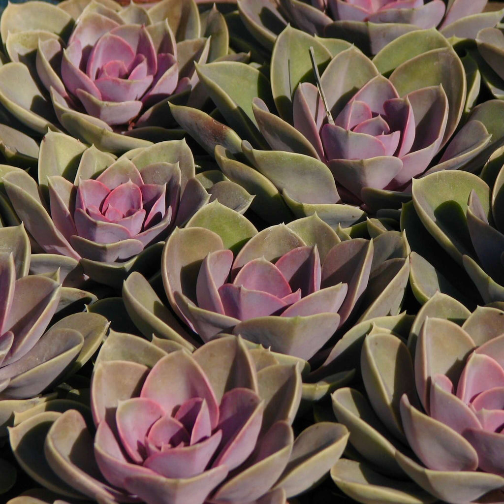 perle von nurnberg echeveria succulent Pearl of Nurnberg Echeveria