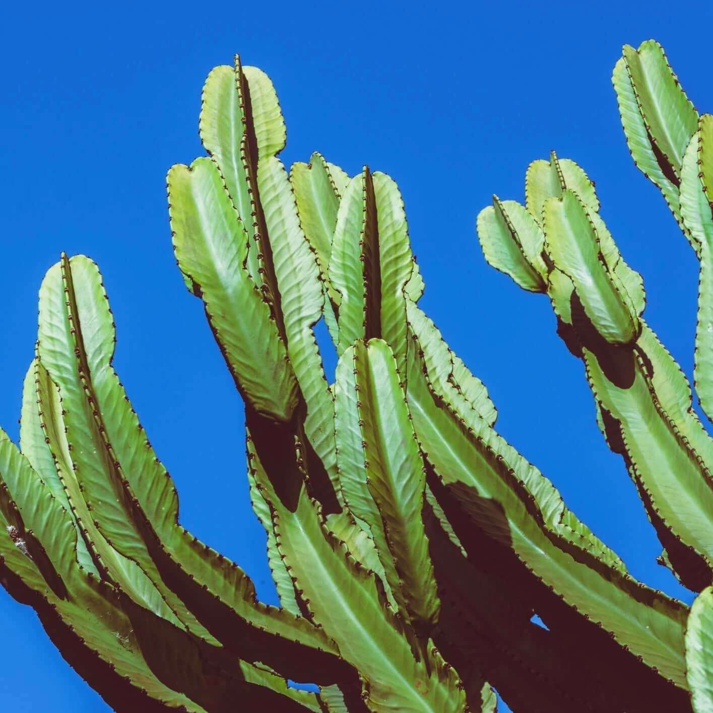 Peruvian Cactus (7863713136895)