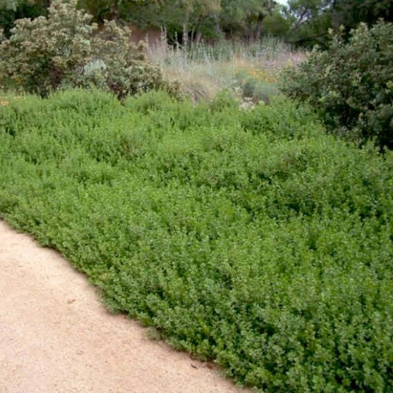 Pigeon Point Dwarf Coyote Bush (7918135148799)