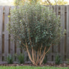 Pineapple Guava Bush