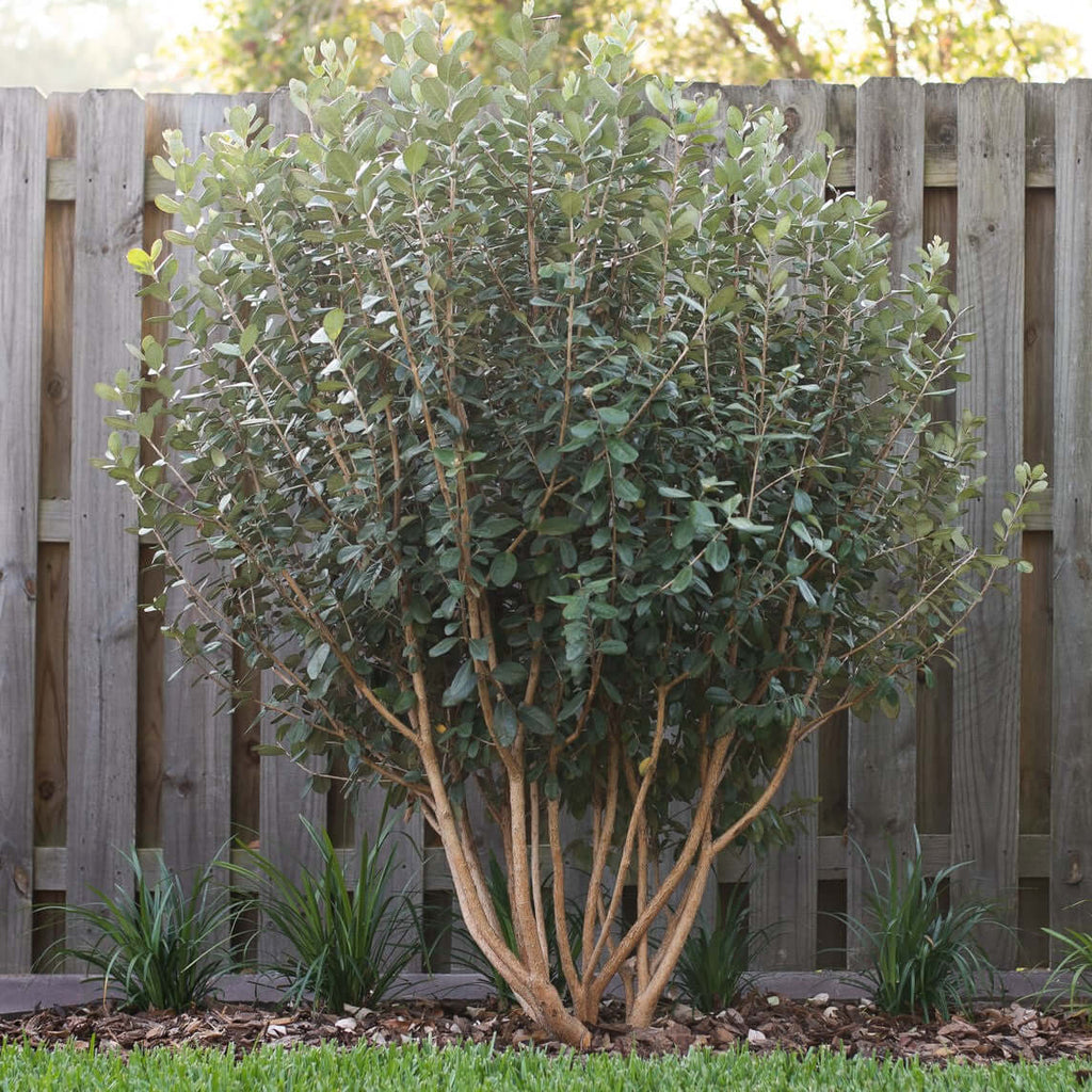Pineapple Guava Bush (7909600821503)