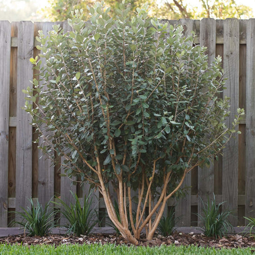 15 Gal. Pineapple Guava Bush (Feijoa sellowiana)