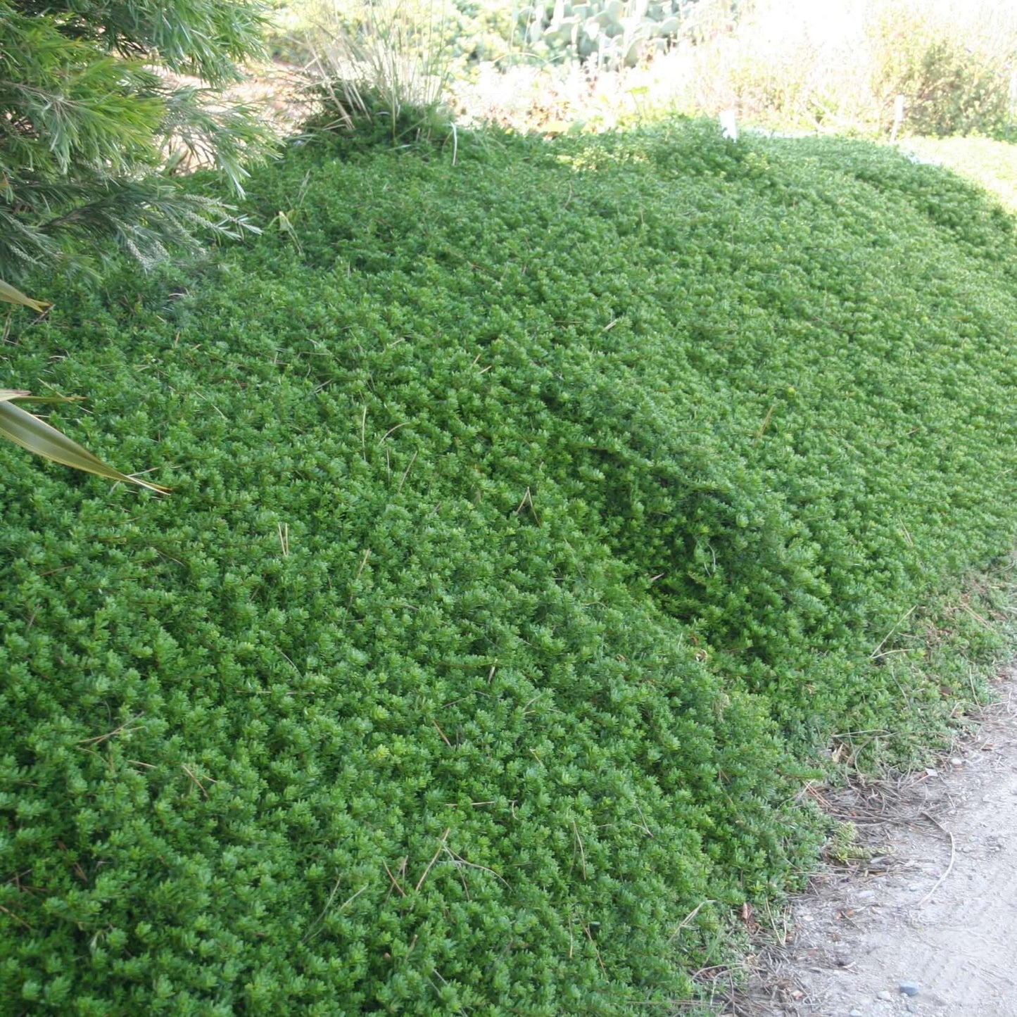 Pink Creeping Myoporum (7909601181951)