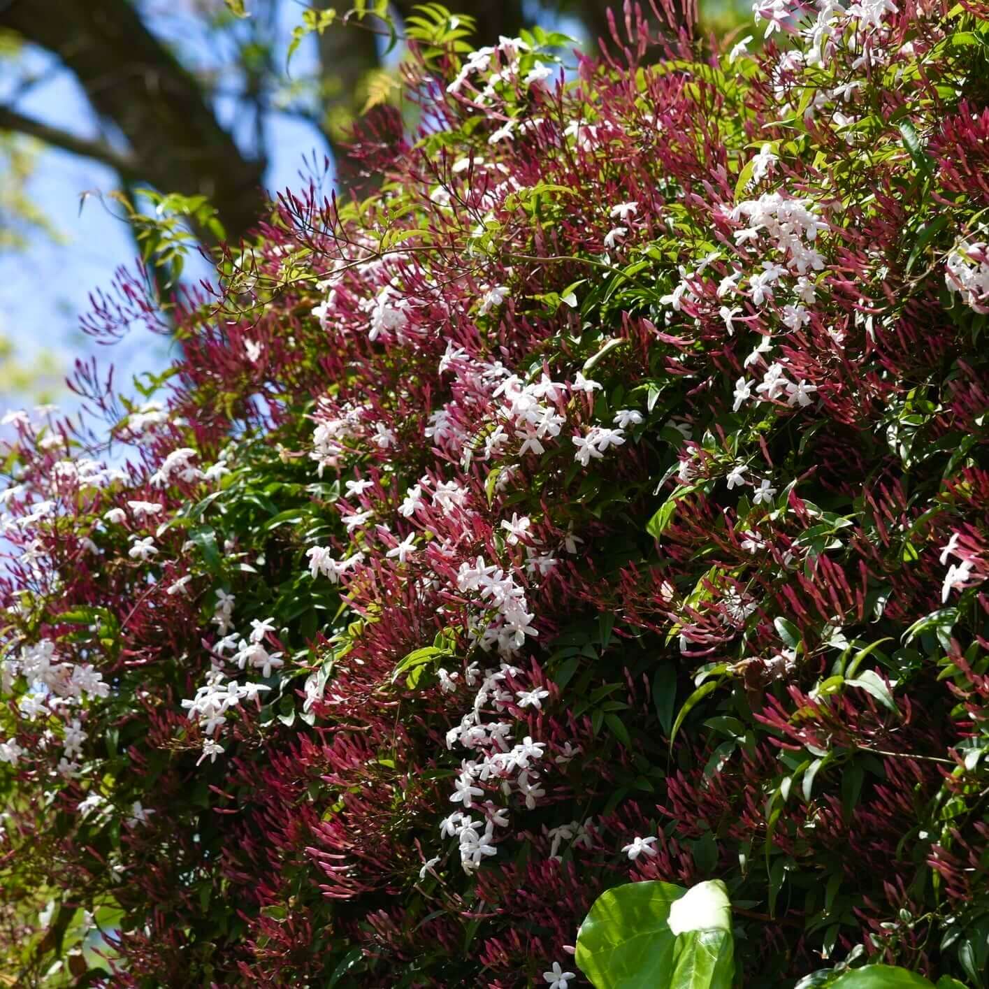 Pink Jasmine Staked (7823951102207)