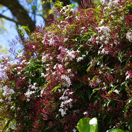 Pink Jasmine (5 Gal), Jasminum Polyanthum