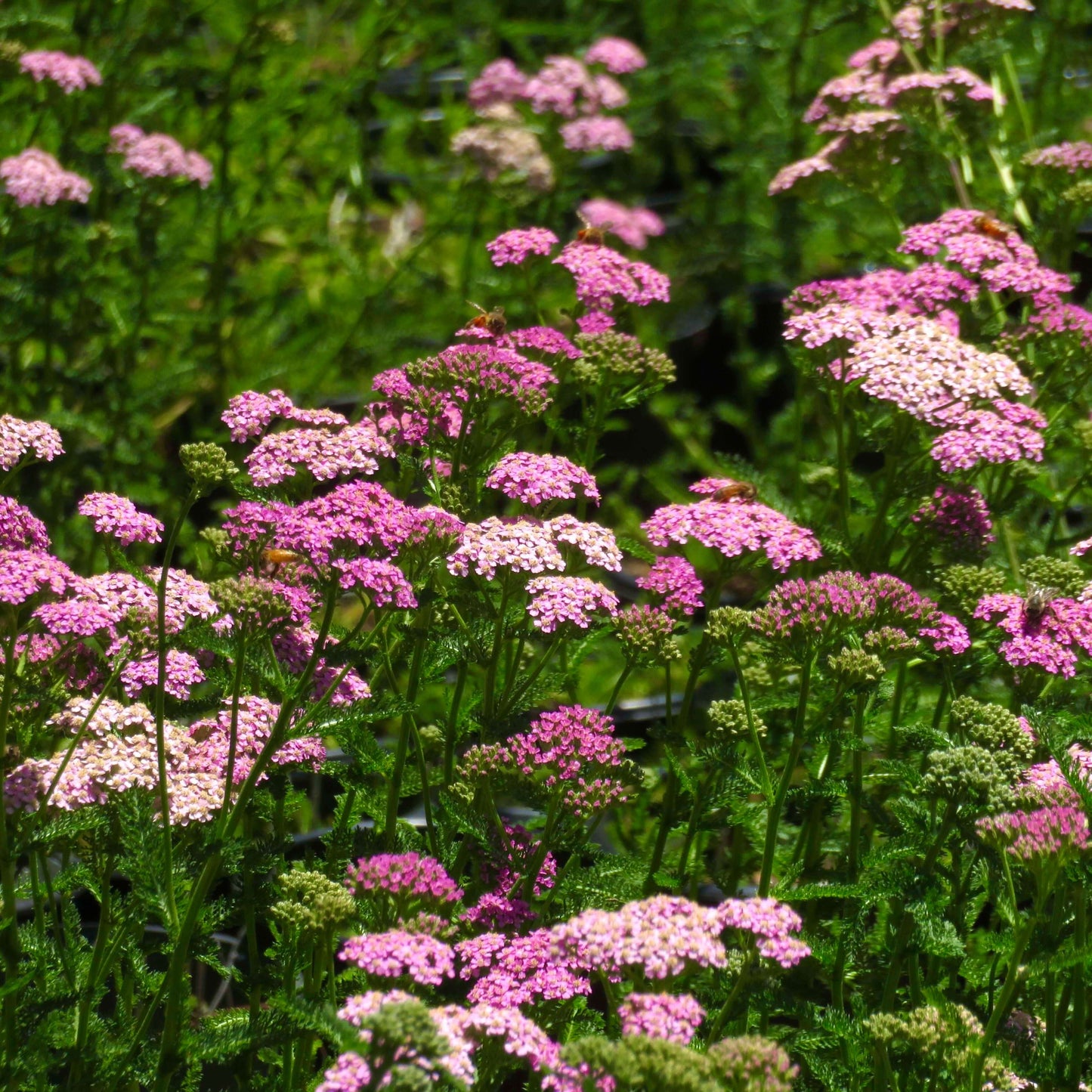 Pink Yarrow (7918091043071)