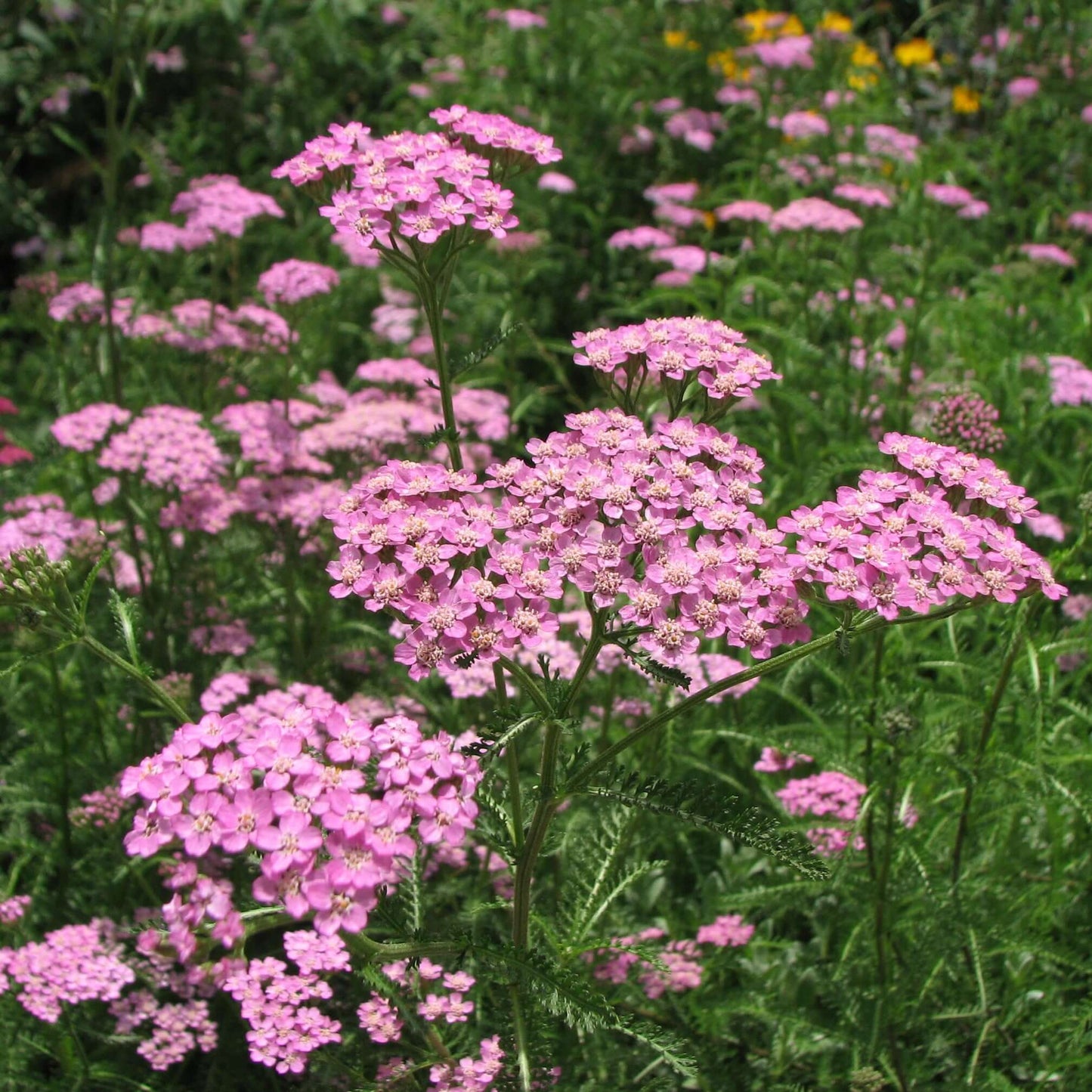 Pink Yarrow (7918091043071)