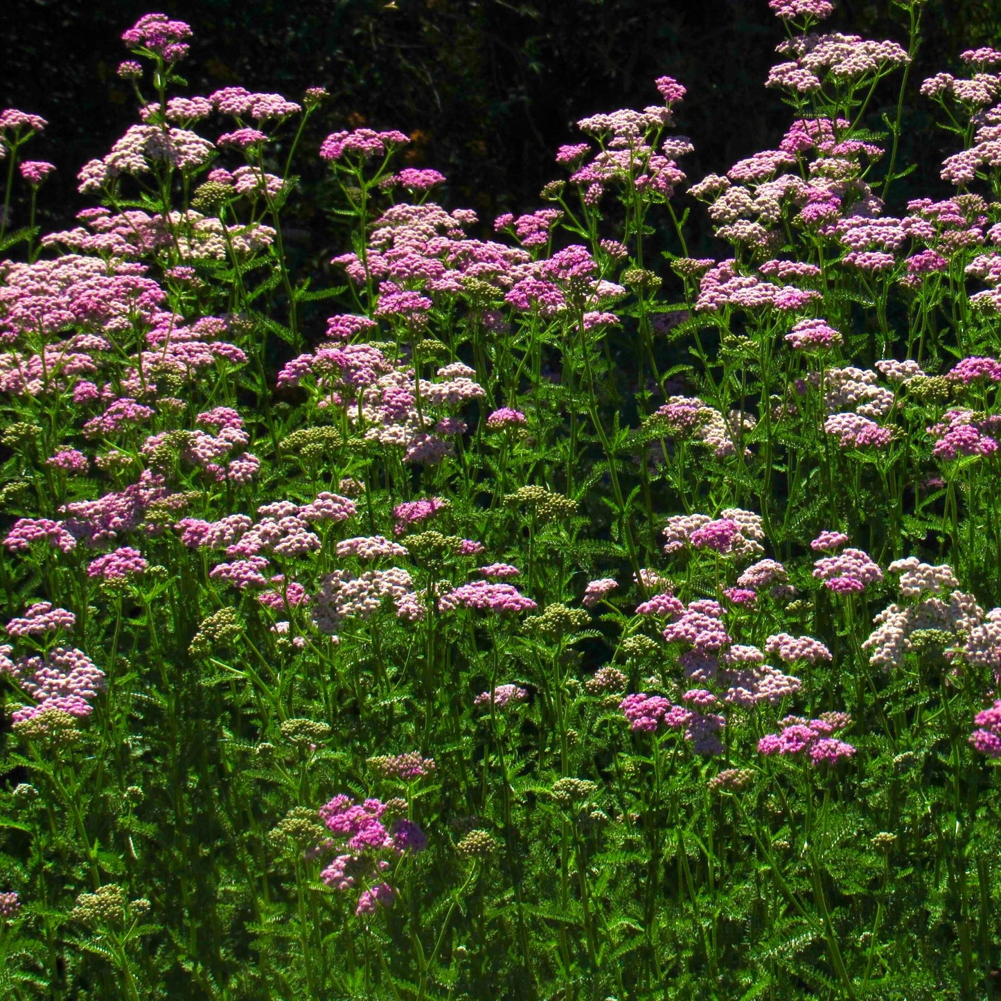 Pink Yarrow (7918091043071)