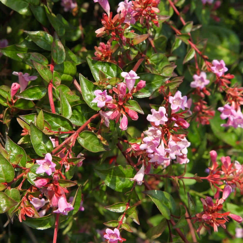 Pink Abelia (7887340568831)