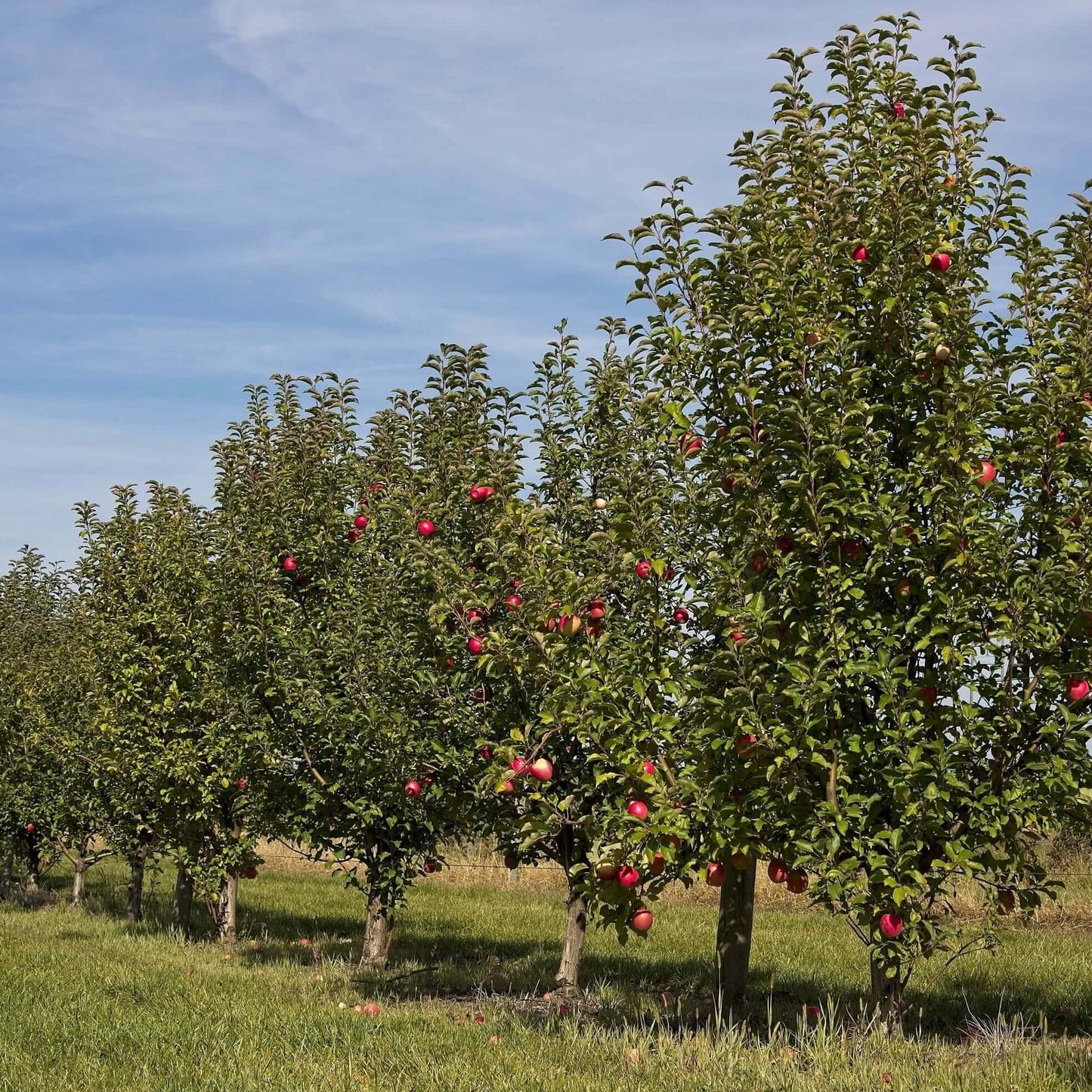 Pink Lady Apple (7863714480383)