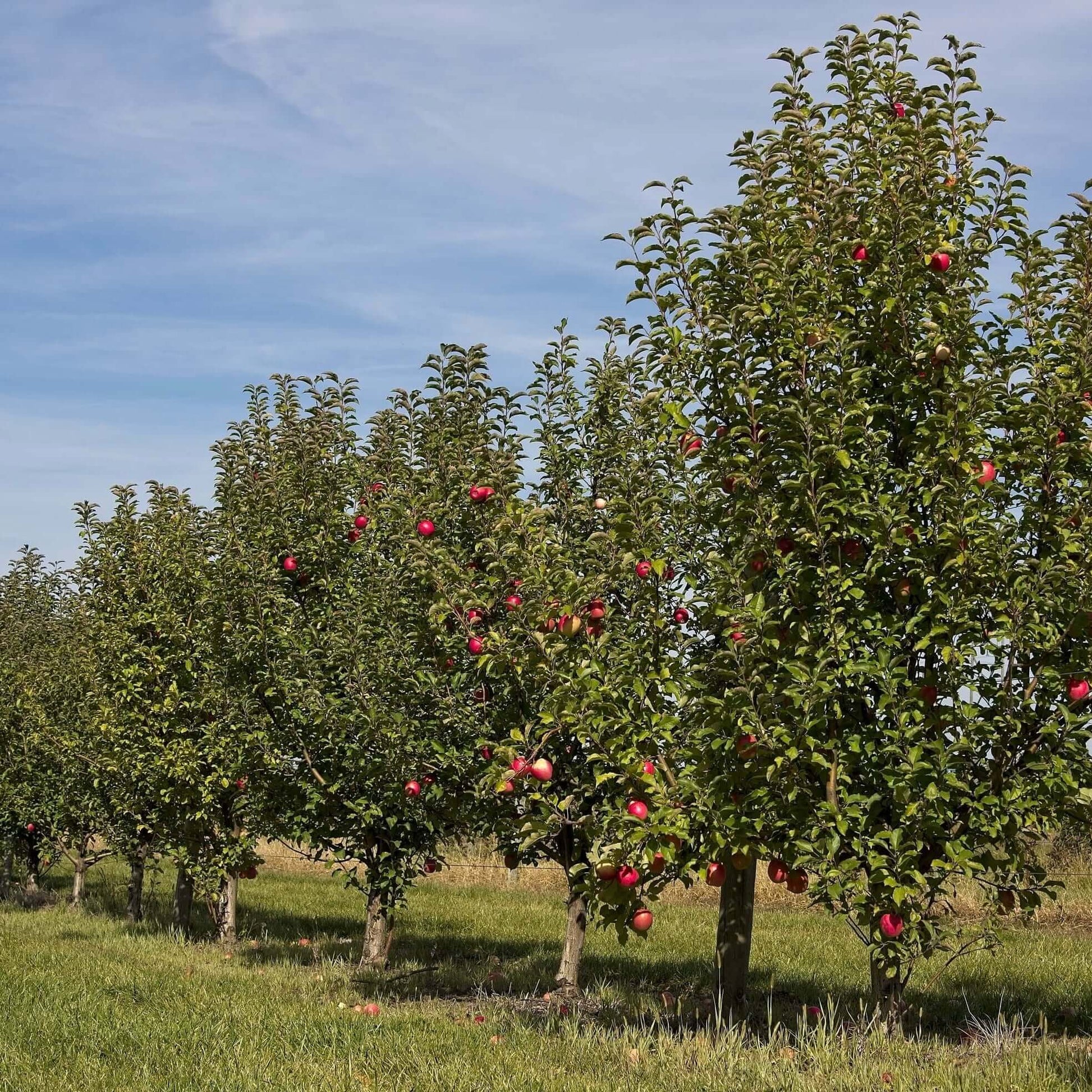 Pink Lady Apple Tree pink-lady-apple-tree